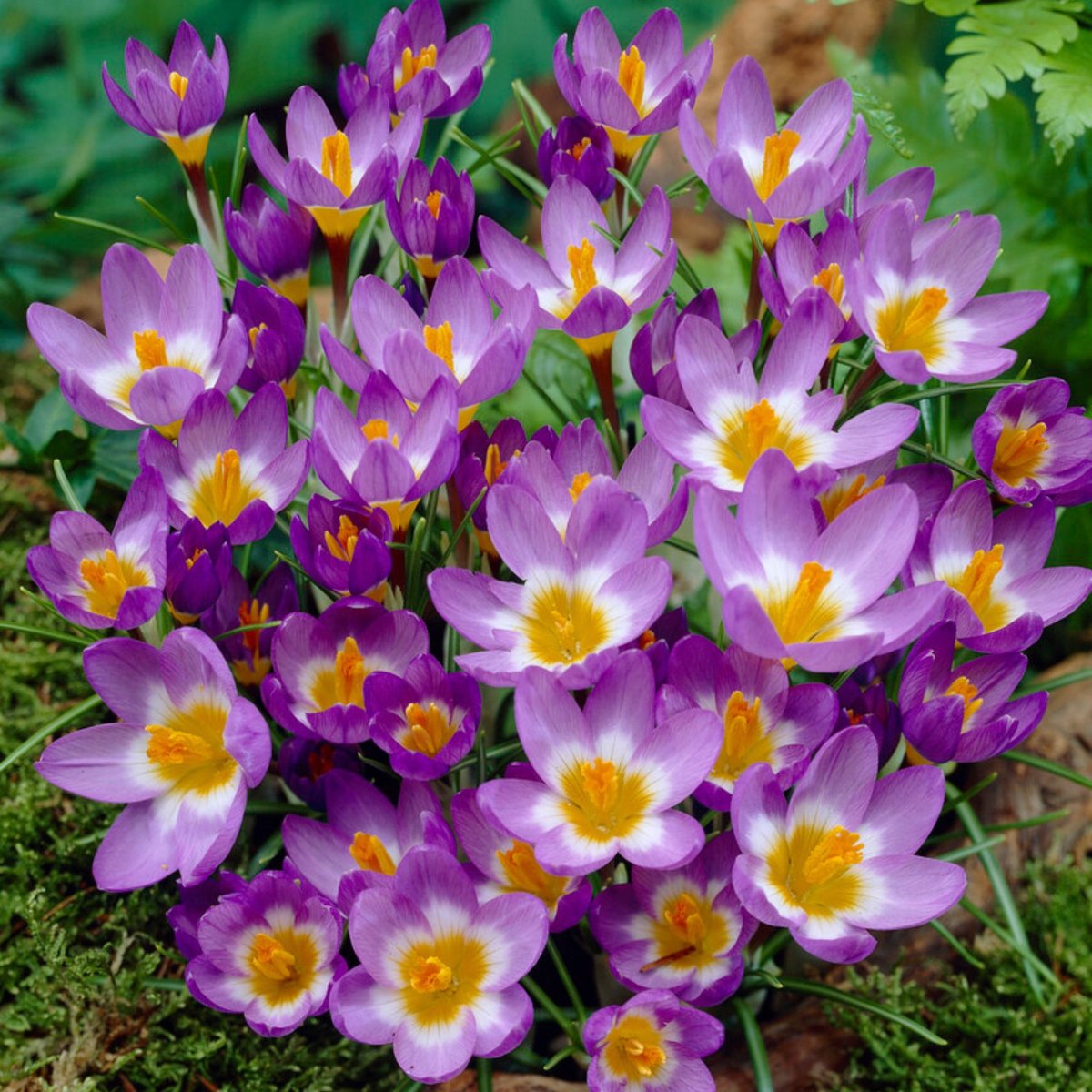 Crocus Tricolor - Crocus sieberi - Voorjaarsbollen - bloeit in Februari / Maart