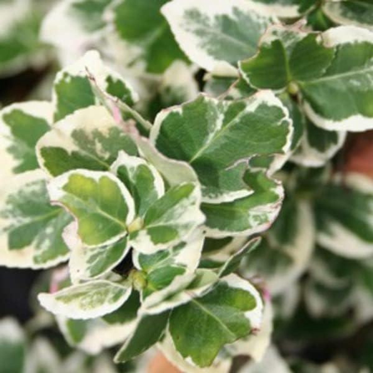 Kardinaalsmuts Struiken - Wintergroene Bodembedekker - Tuin Aankleden - Witbonte Bladeren - 9x9 cm Pot - Groen