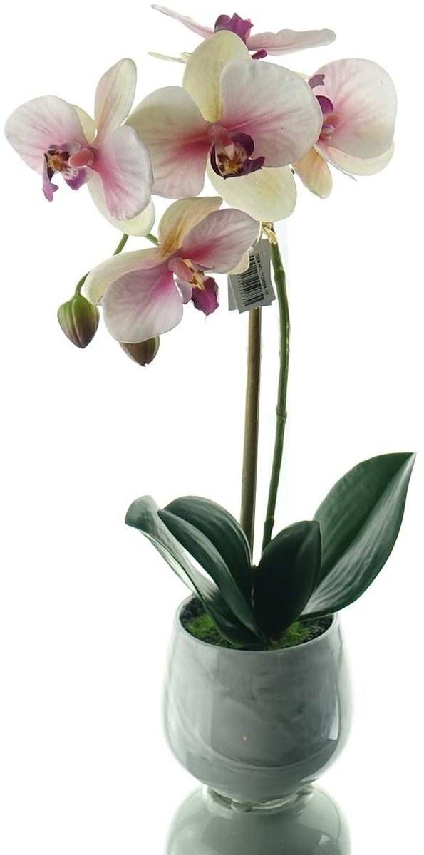 Gasper Vlinderorchidee Crème-Roze Keramiekpot 36 cm - Kunstbloemen