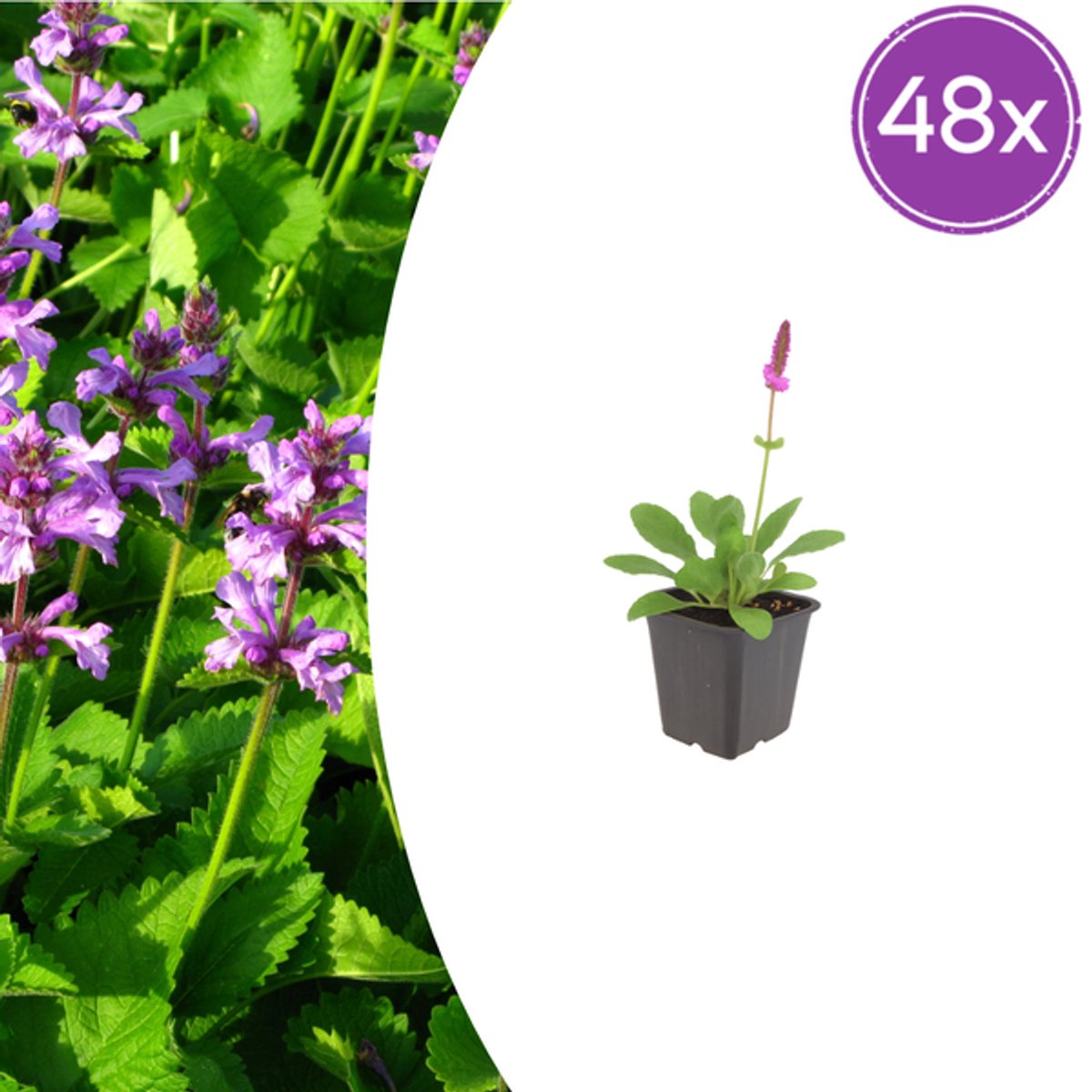 48x Stachys mon. 'Hummelo' - 10-25cm - Ø9cm