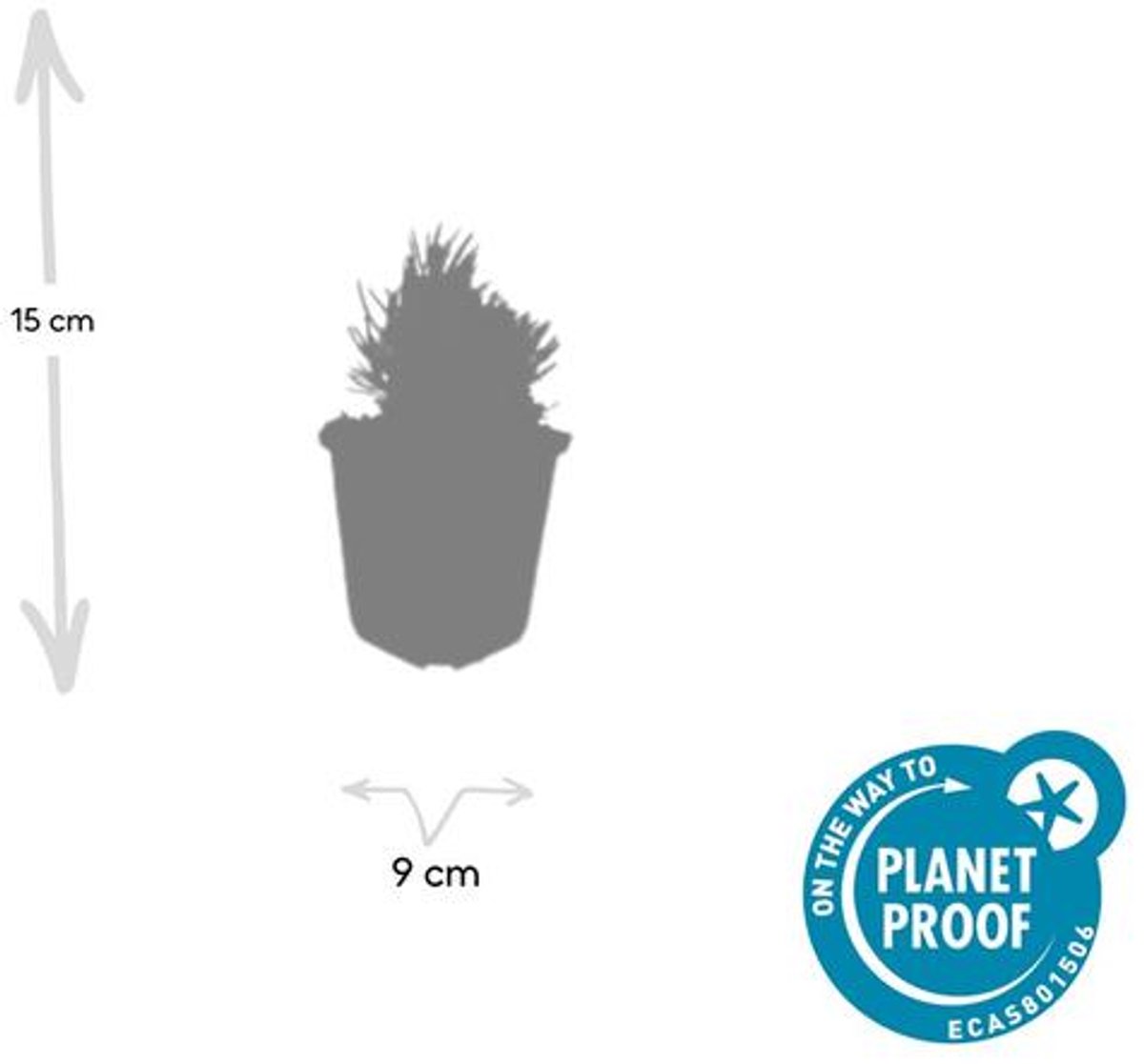 48x Lavandula ang. 'Dwarf Blue' - 10-25cm - Ø9cm