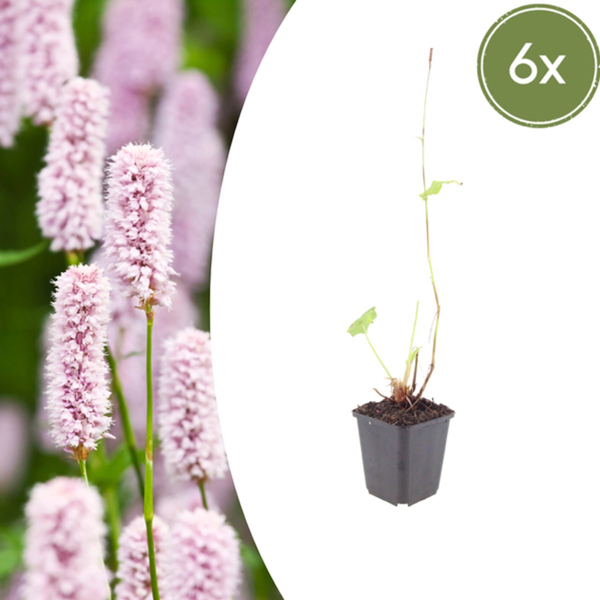6x Persicaria bistorta - 10-25cm - Ø9cm