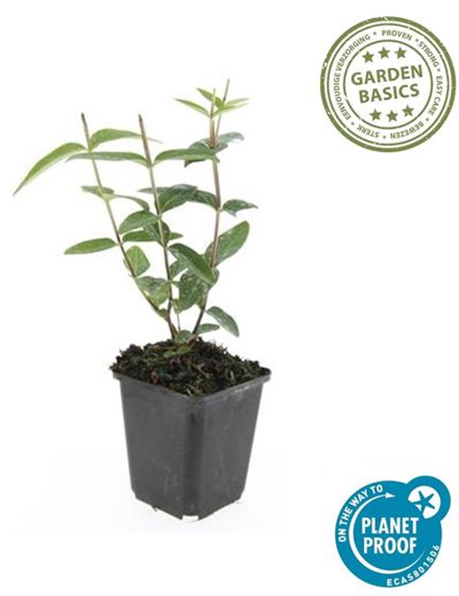 48x Hypericum inodorum - 10-25cm - Ø9cm