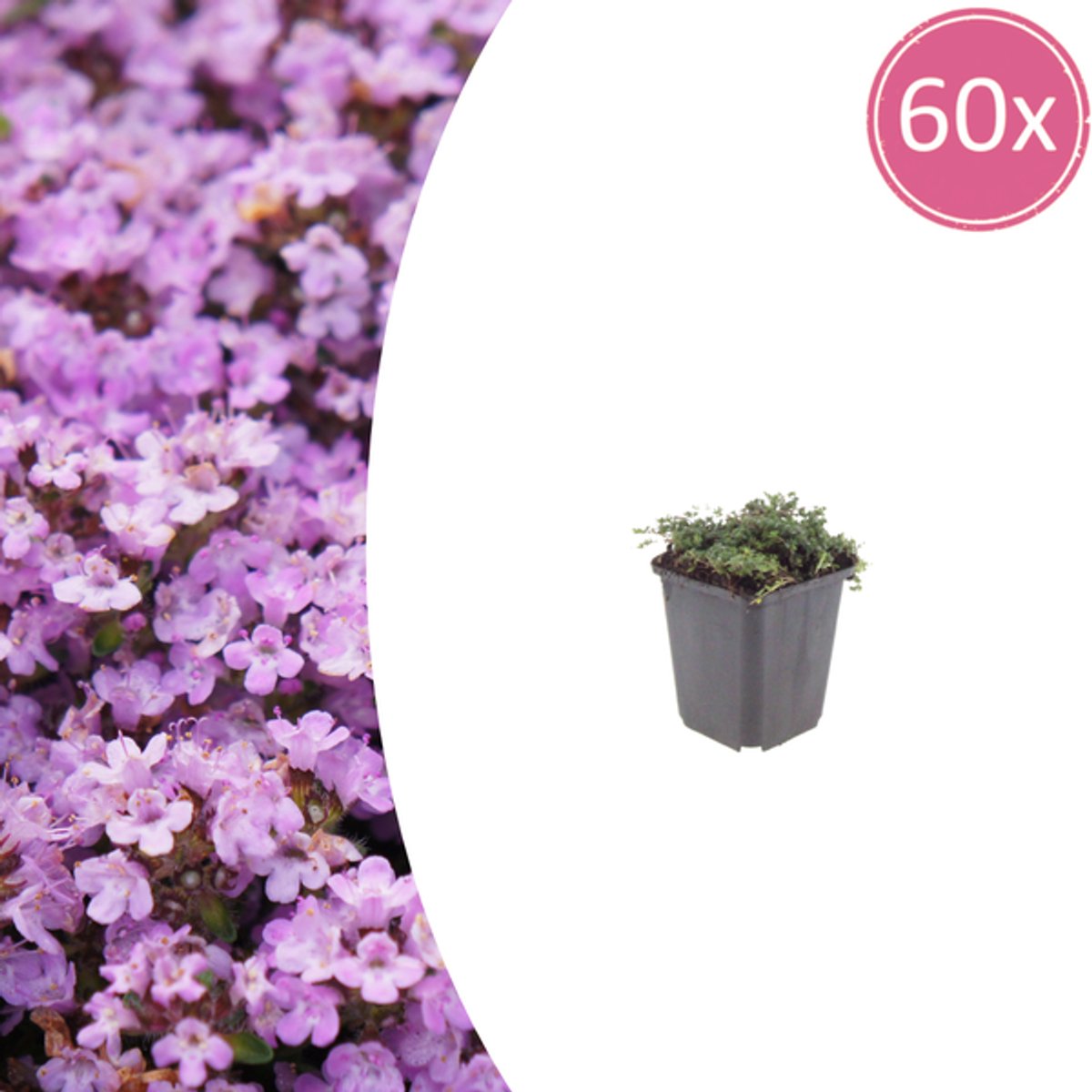 60x Thymus praecox 'Purple Beauty' - 10-25cm - Ø9cm