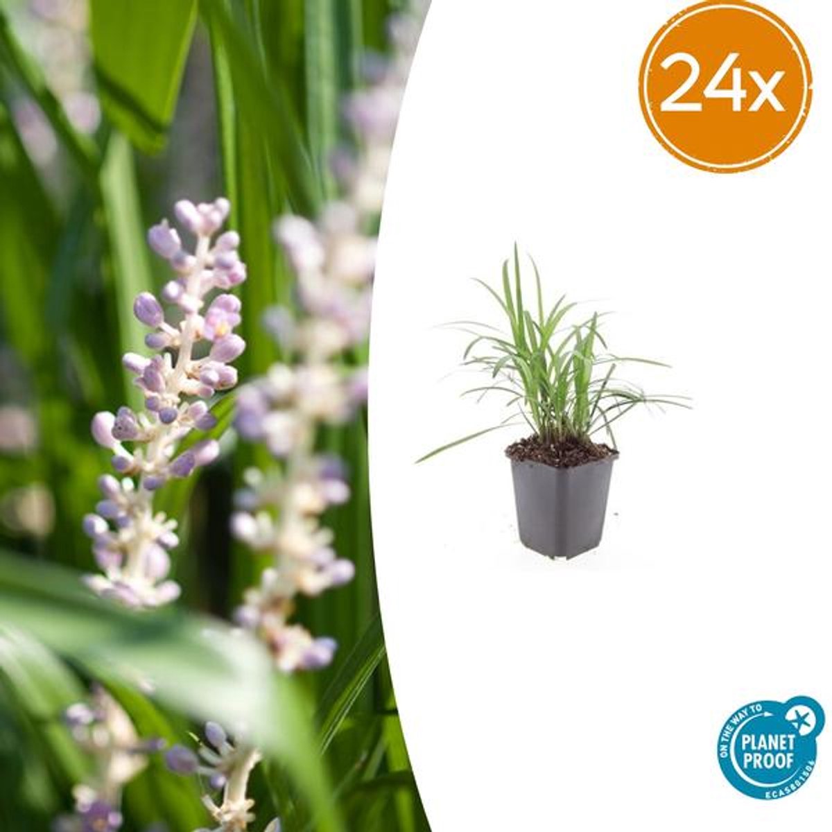 24x Liriope muscari 'Monroe White' - 10-25cm - Ø9cm