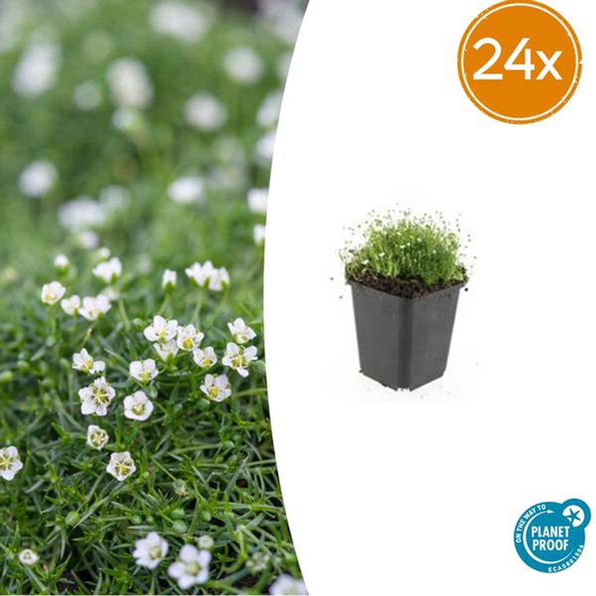 24x Sagina subulata - 10-25cm - Ø9cm