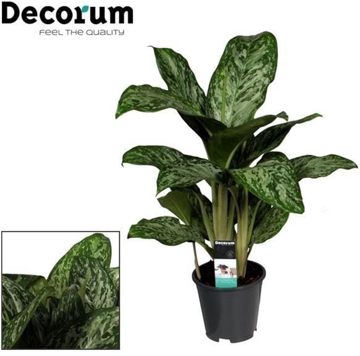 Aglaonema Greenlight (Decorum) - Ø17cm - 60cm