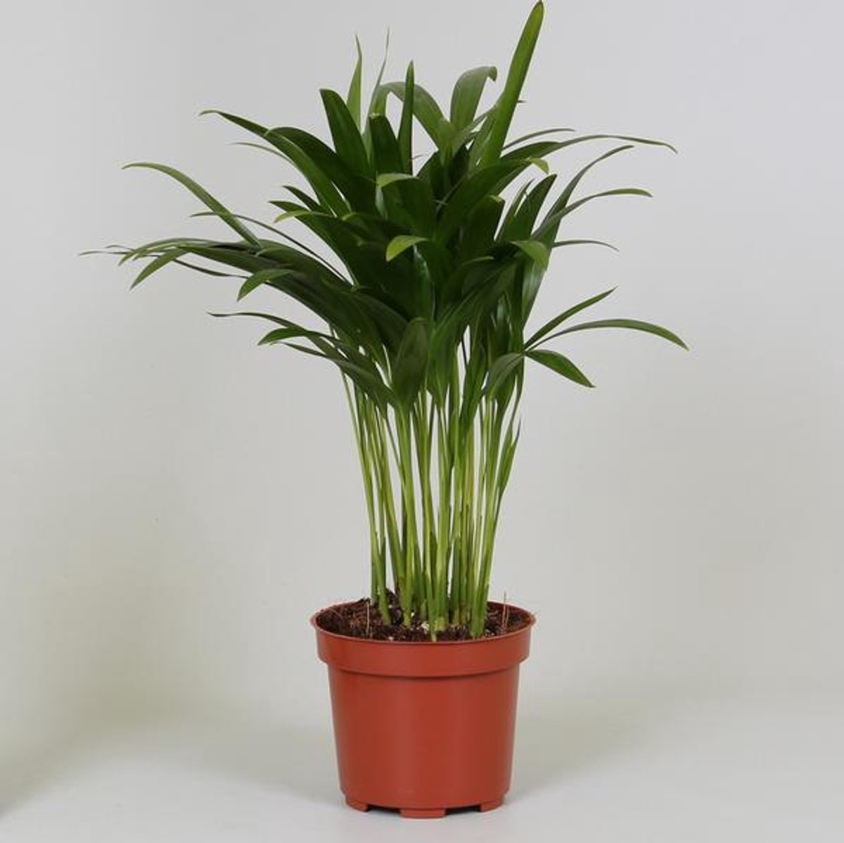 Areca Dypsis - Ø12cm - 35cm