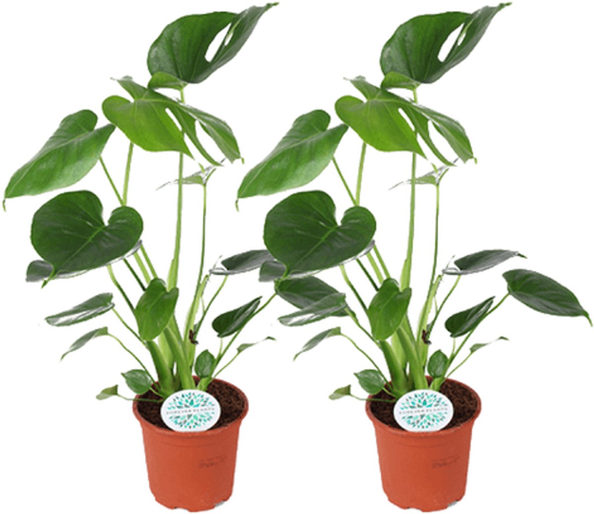Monstera Deliciosa (Gatenplant) - 2 stuks - Ø14cm - 45cm