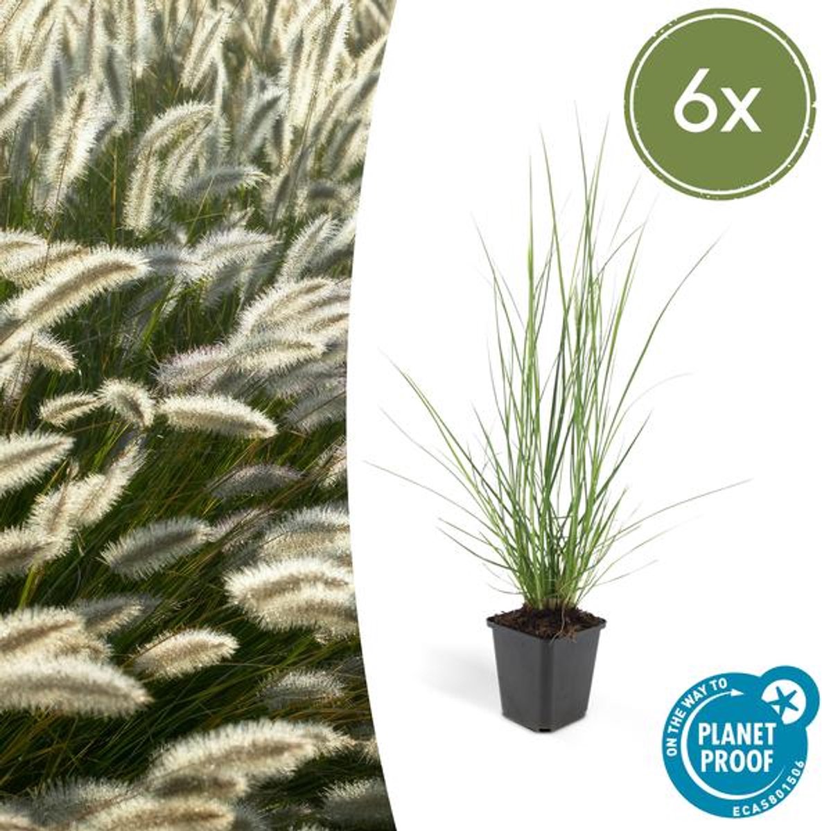 6x Pennisetum alopecuroides 'Hameln' - 10-25cm - Ø9cm