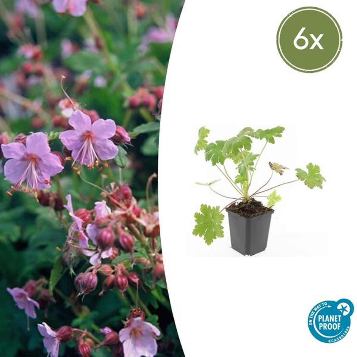 6x Geranium macr. 'Ingwersen's Var.' - 10-25cm - Ø9cm