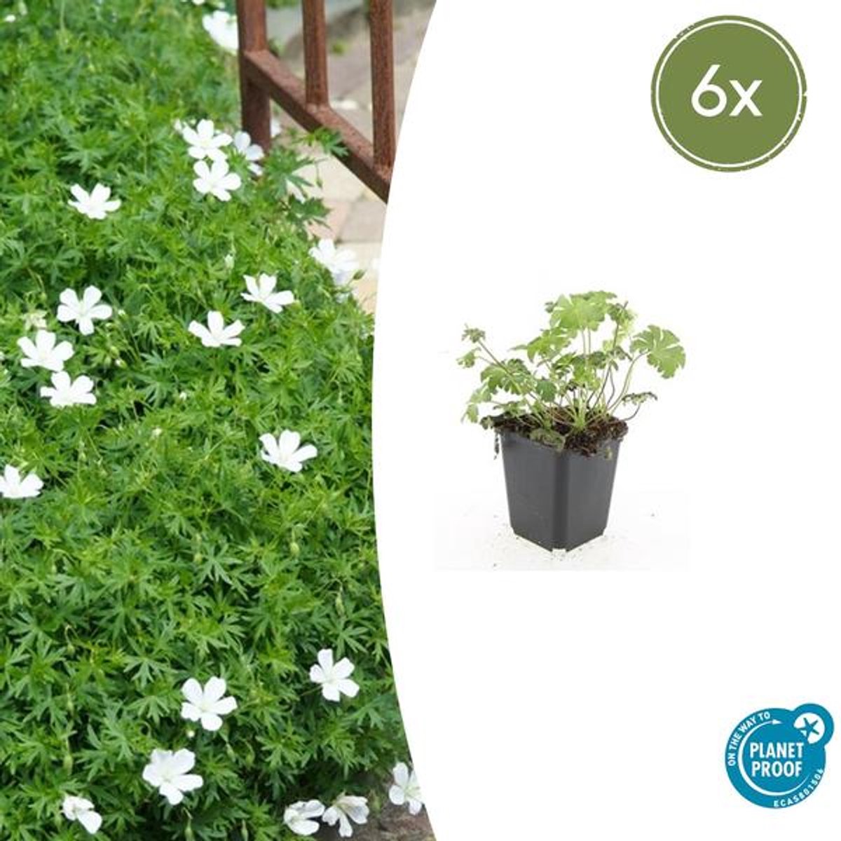 6x Geranium sang. 'Album' - 10-25cm - Ø9cm