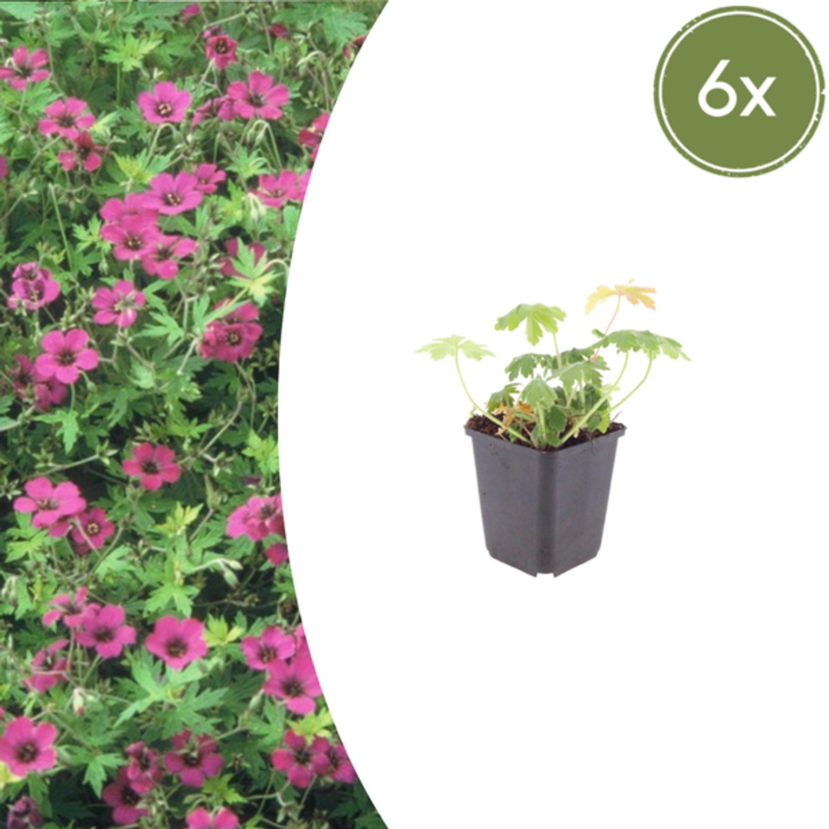 6x Geranium macr. 'Bevan's Variety' - 10-25cm - Ø9cm