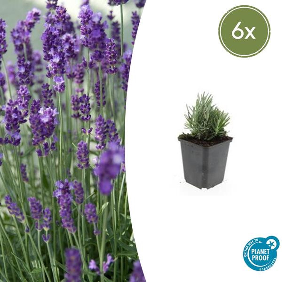 6x Lavandula ang. 'Dwarf Blue' - 10-25cm - Ø9cm
