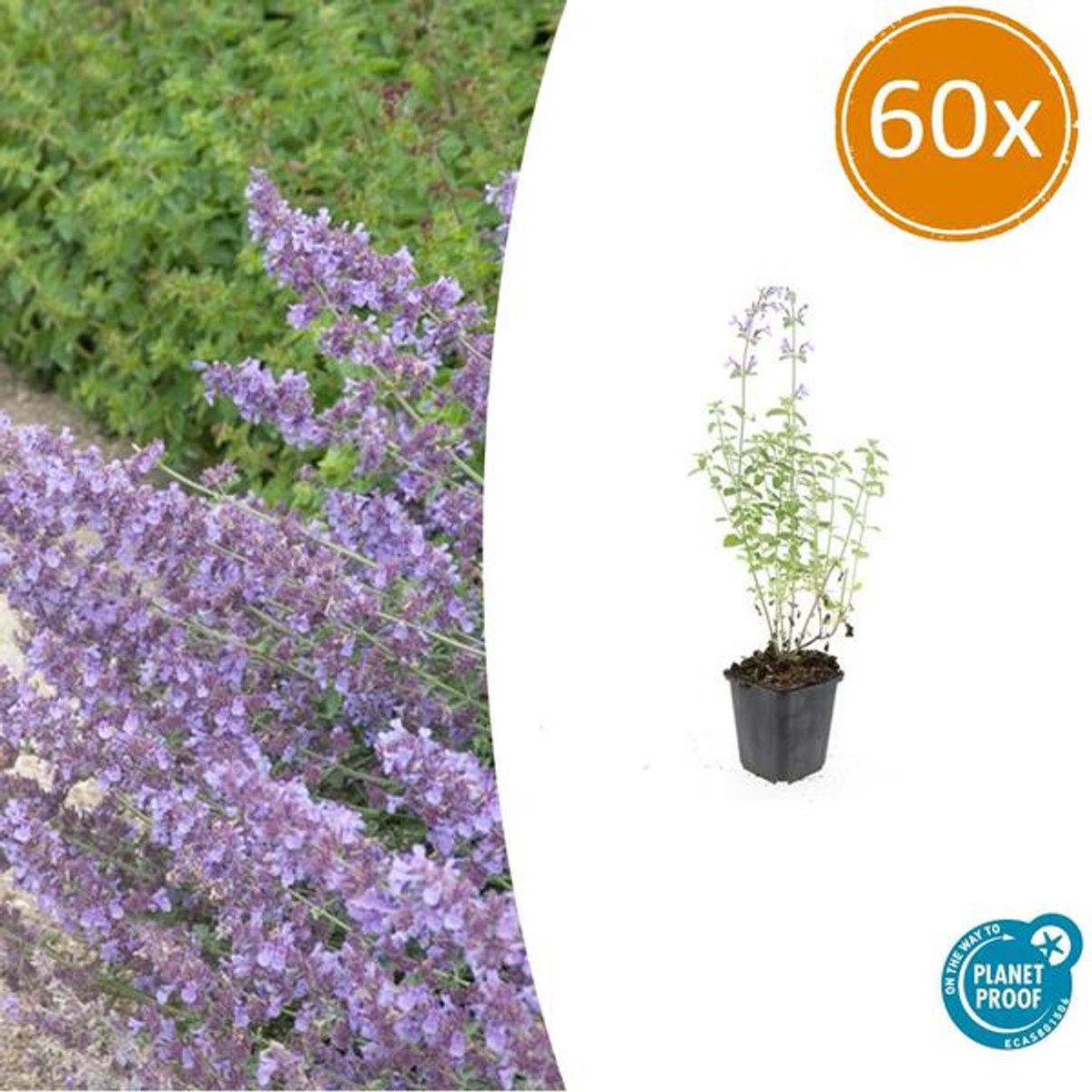 60x Nepeta 'Walker's Low' - 10-25cm - Ø9cm