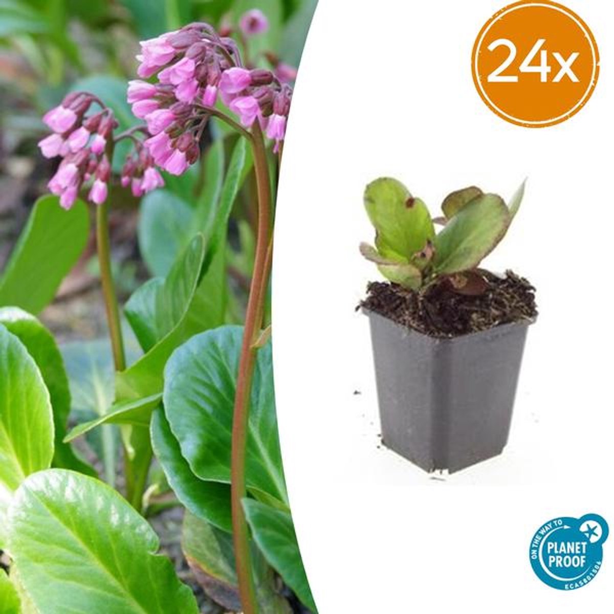 24x Bergenia cordifolia 'Herbstblüte' - 10-25cm - Ø9cm