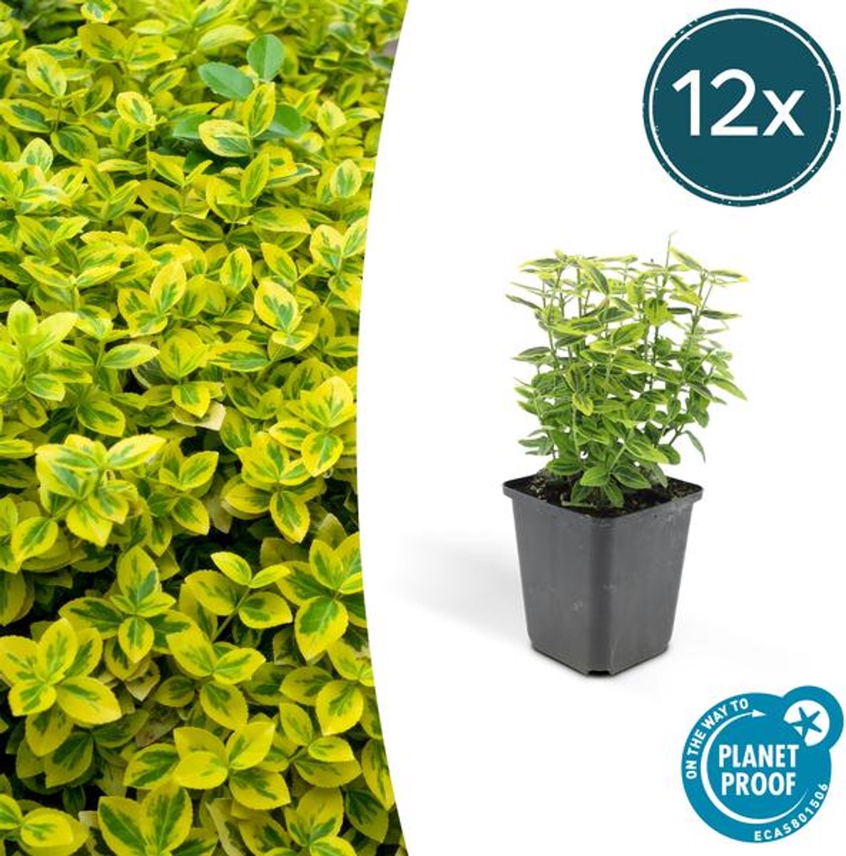 12x Euonymus fort. 'Emerald 'n Gold’ - 10-25cm - Ø9cm