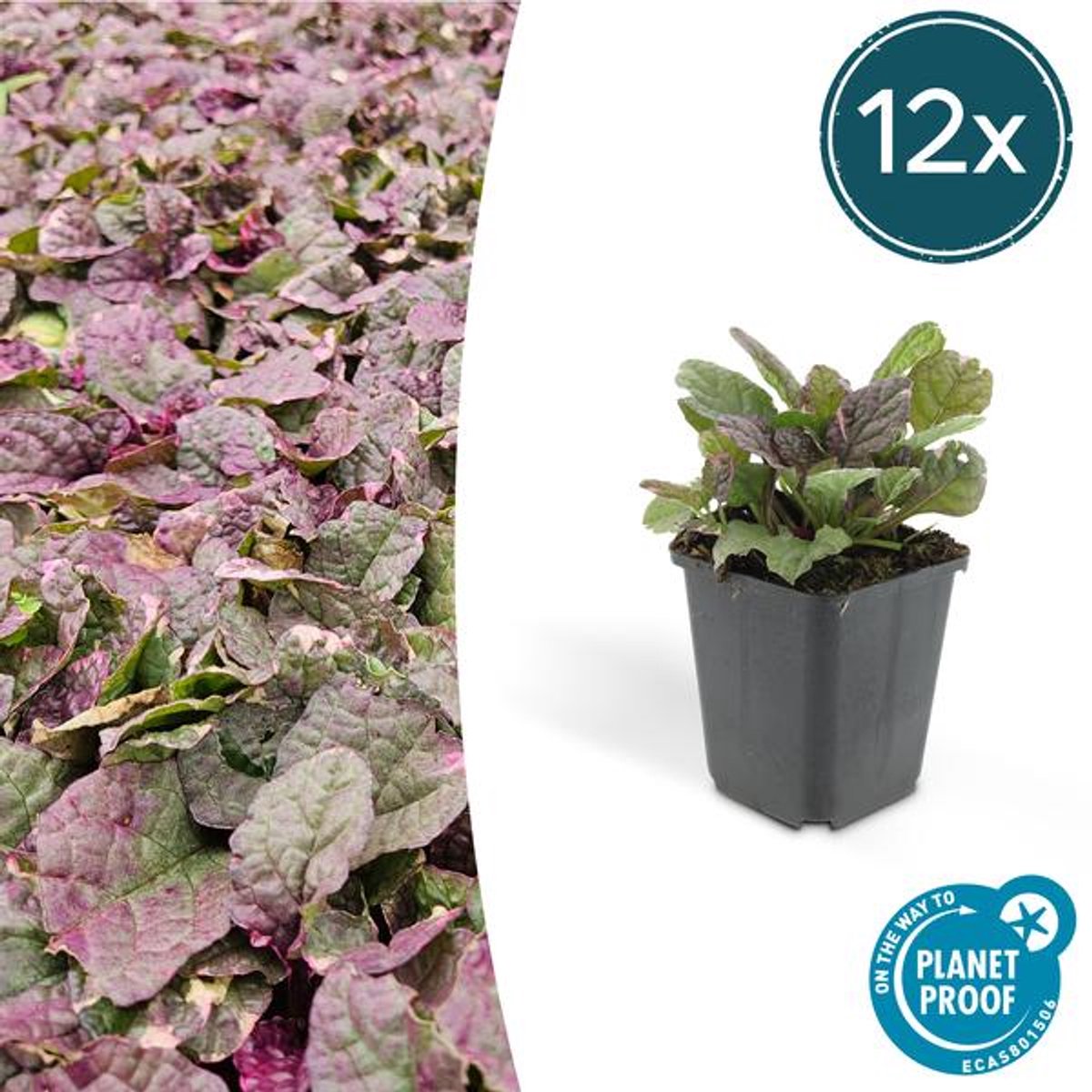 12x Ajuga reptans 'Burgundy Glow' - 10-25cm - Ø9cm