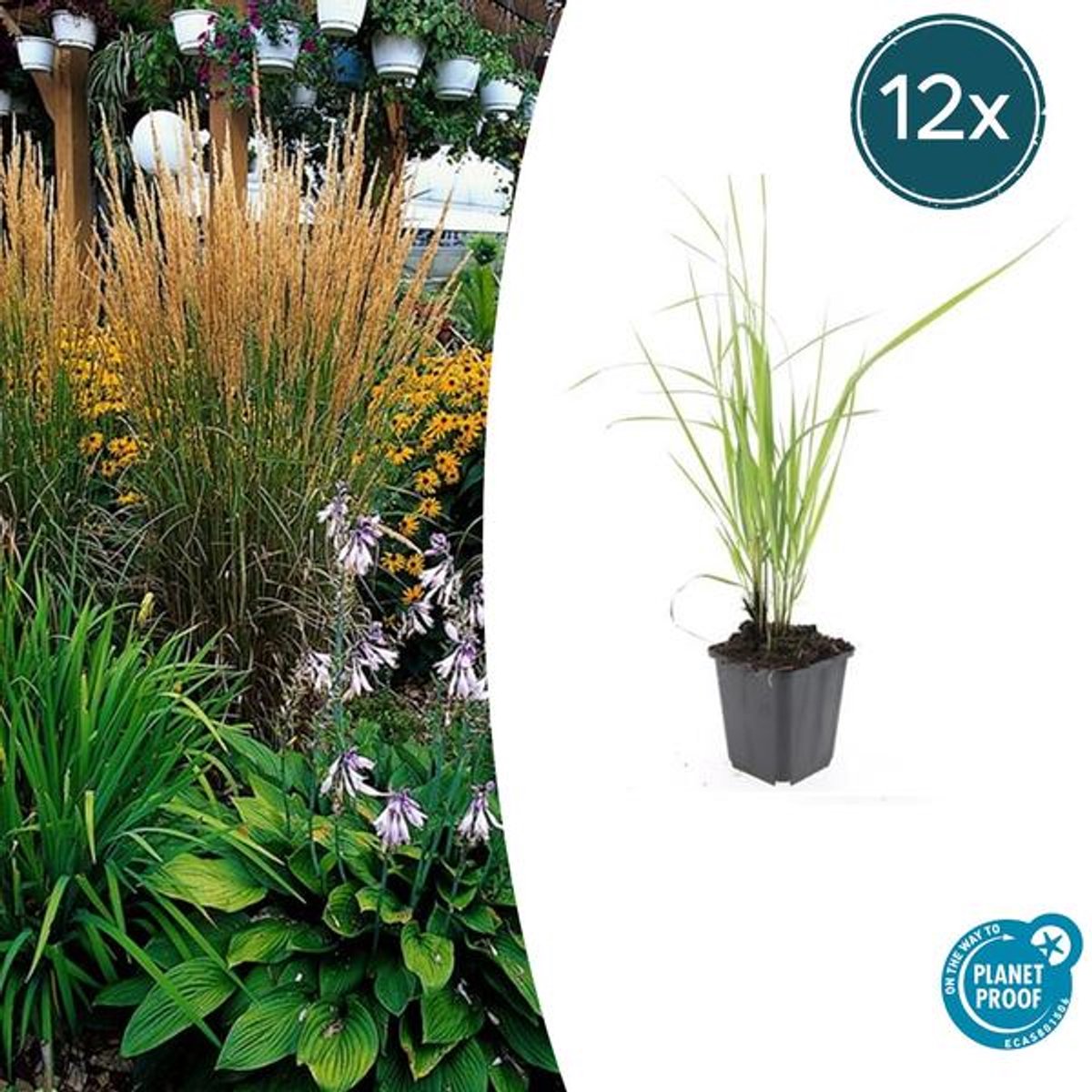 12x Calamagrostis acut. 'Karl Foerster' - 10-25cm - Ø9cm