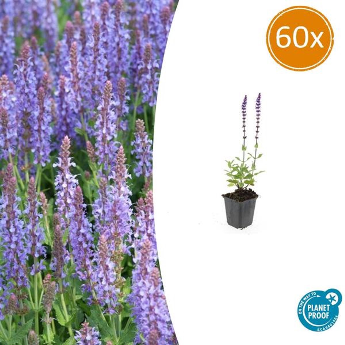 60x Salvia nem. 'Caradonna' - 10-25cm - Ø9cm