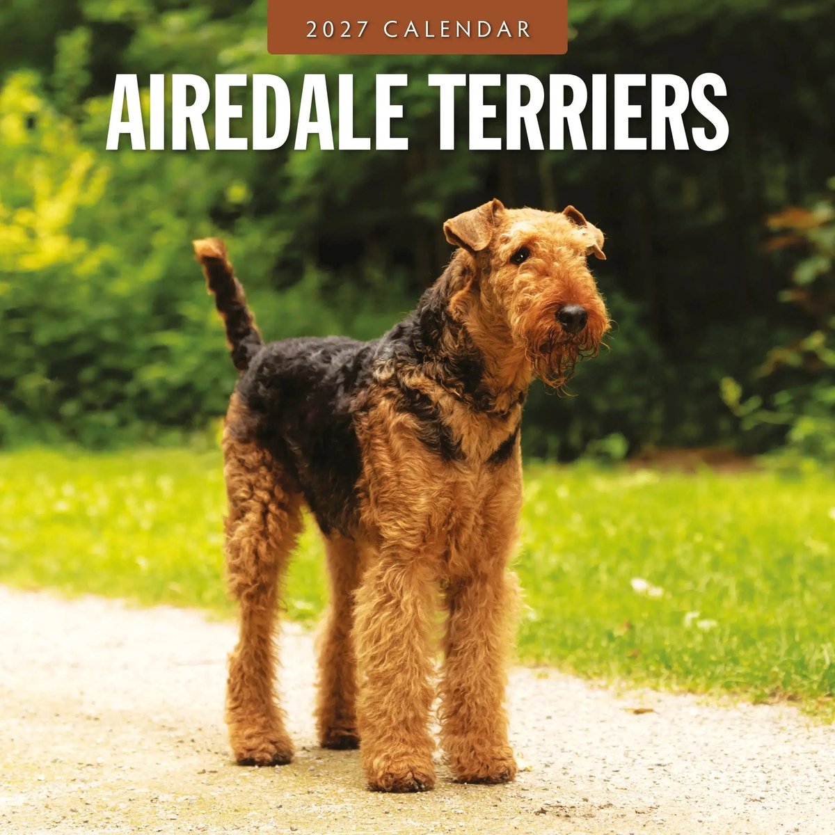 Airedale Terrier Kalender 2027
