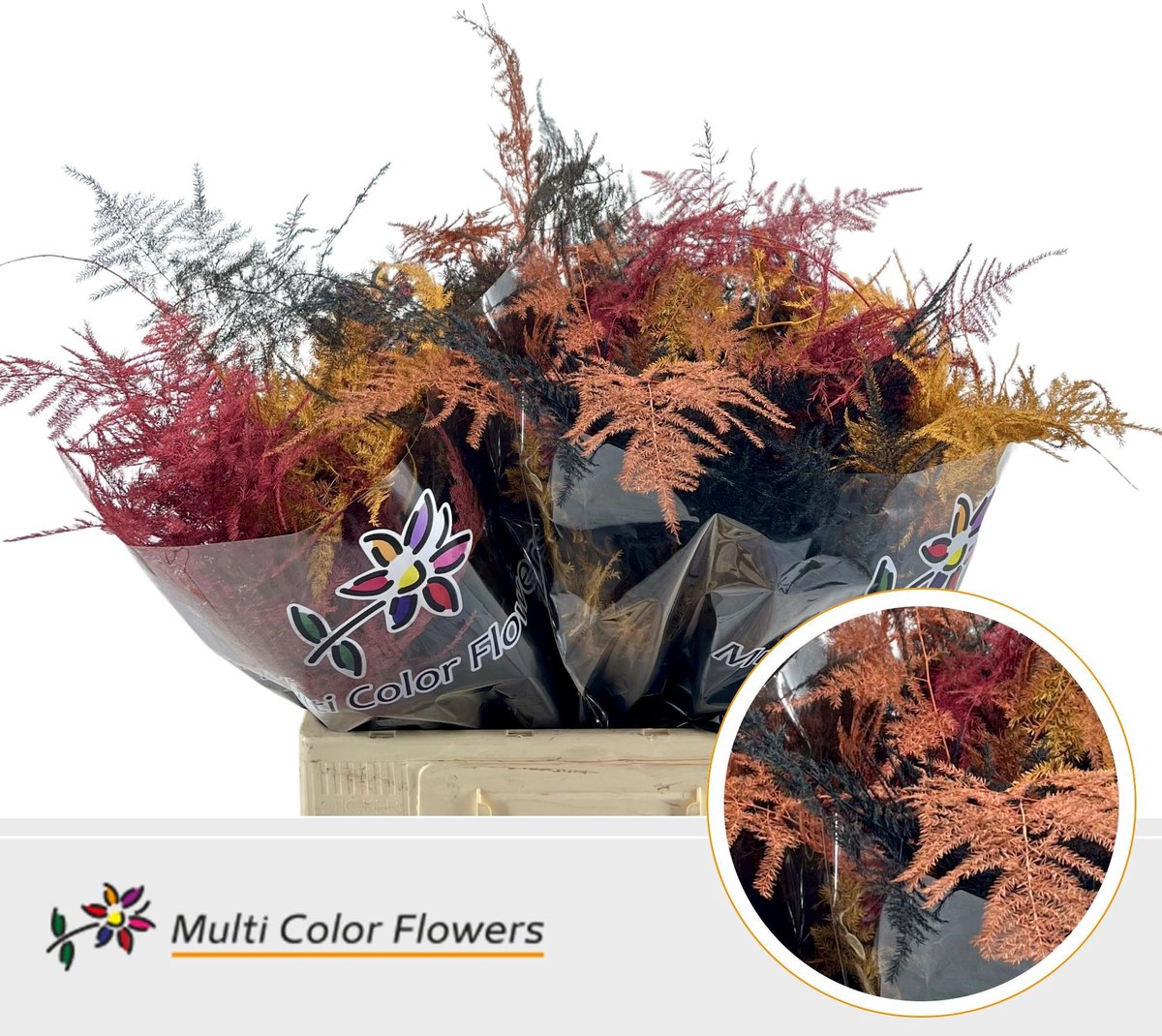 50x Aspar.mid get. herfst mix 60cm