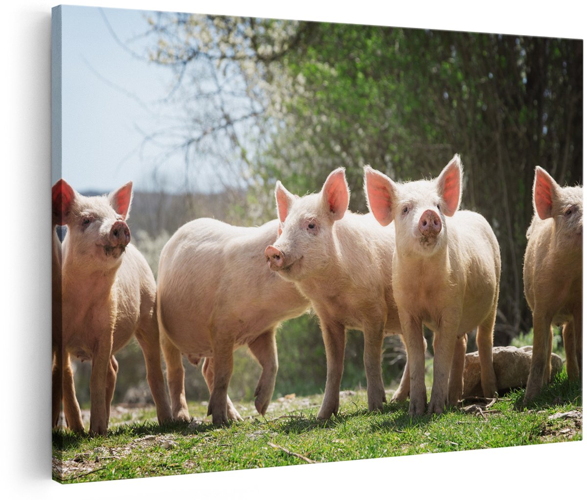 Artaza Canvas Schilderij Groep Jonge Varkens - 180x120 cm - Groot - Wanddecoratie Woonkamer - Schilderijen - Muurdecoratie