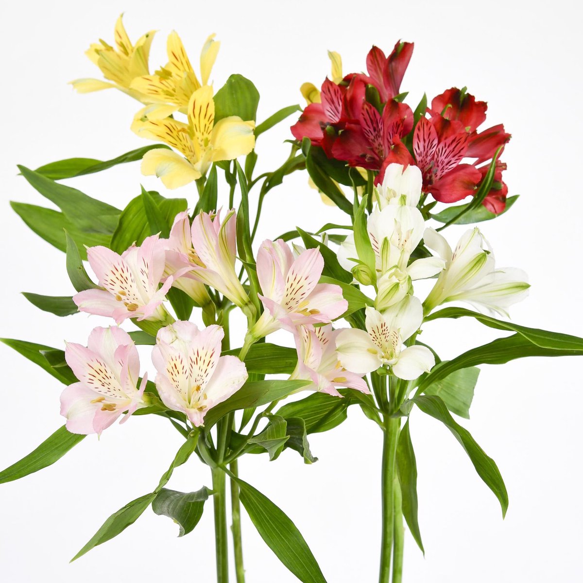 100x Alstroemeria mix var. 60cm