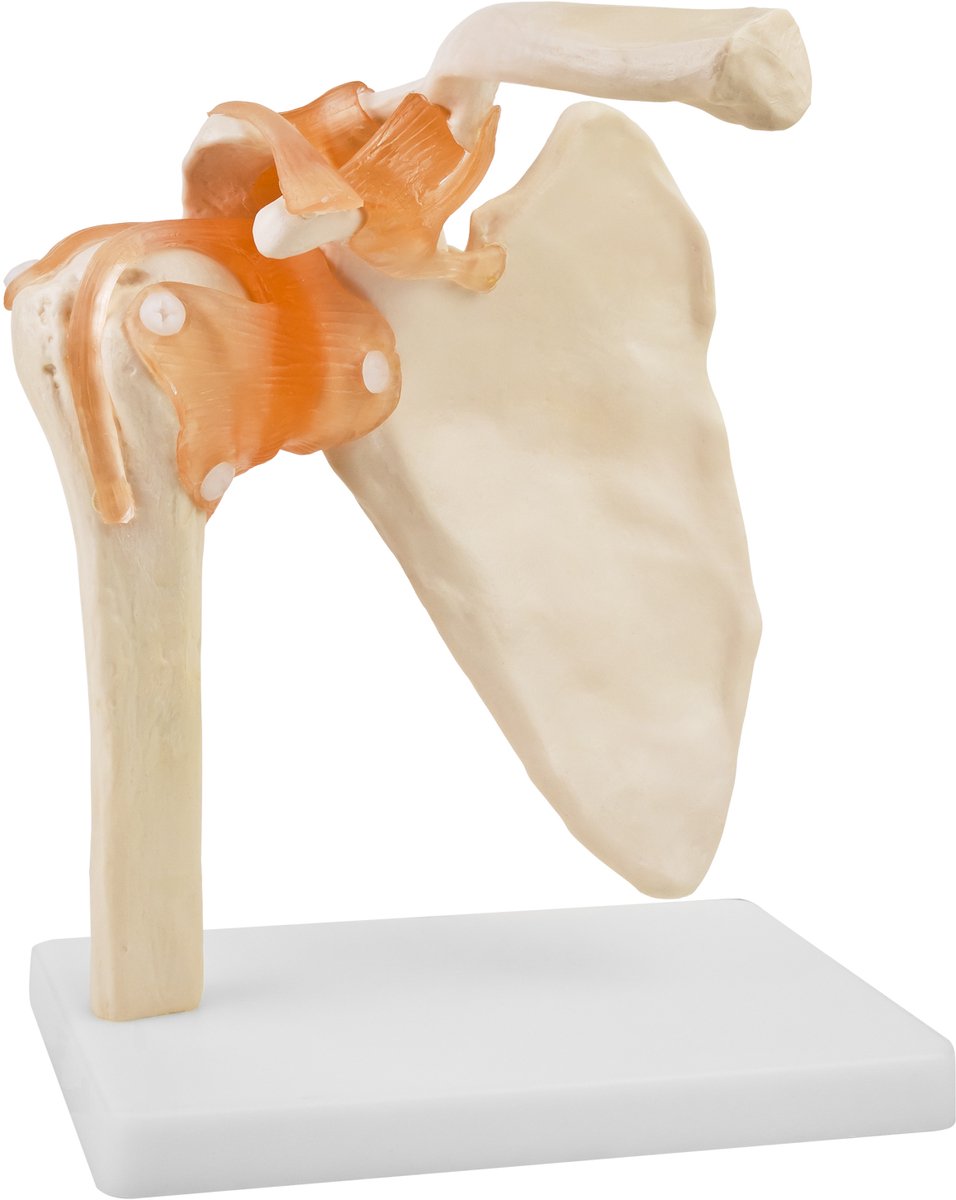Anatomisch model van de menselijke schouder: levensgroot anatomisch botmodel van de menselijke schouder met ligamenten van MedMod