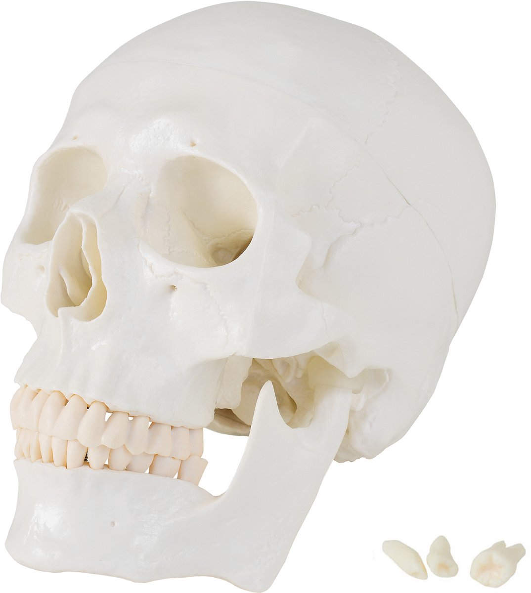 Levensgroot schedelmodel, anatomisch skeletmodel, schedelmodel van een menselijk hoofd met beweegbare onderkaak, schedelanatomie MedMod