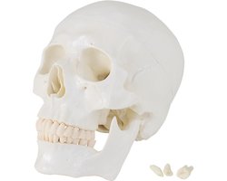 Levensgroot schedelmodel, anatomisch skeletmodel, schedelmodel van een menselijk hoofd met beweegbare onderkaak, schedelanatomie MedMod