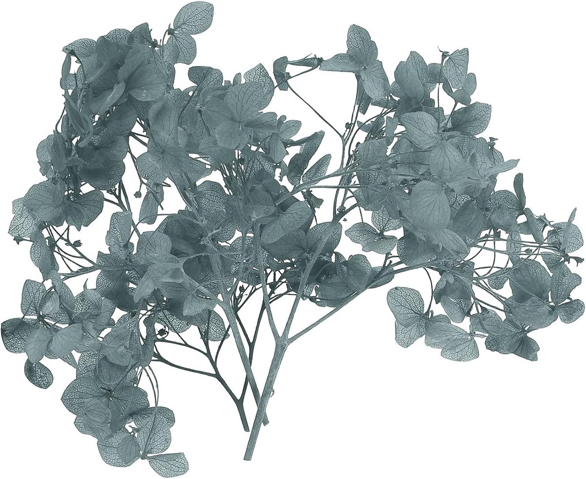Gedroogde hortensia bloem, 10g natuurlijke geperste bloemen echte hortensia's bloemblaadjes voor doe-het-zelf hars ambachten kaart bloemen cadeau kaars maken decor, grijs
