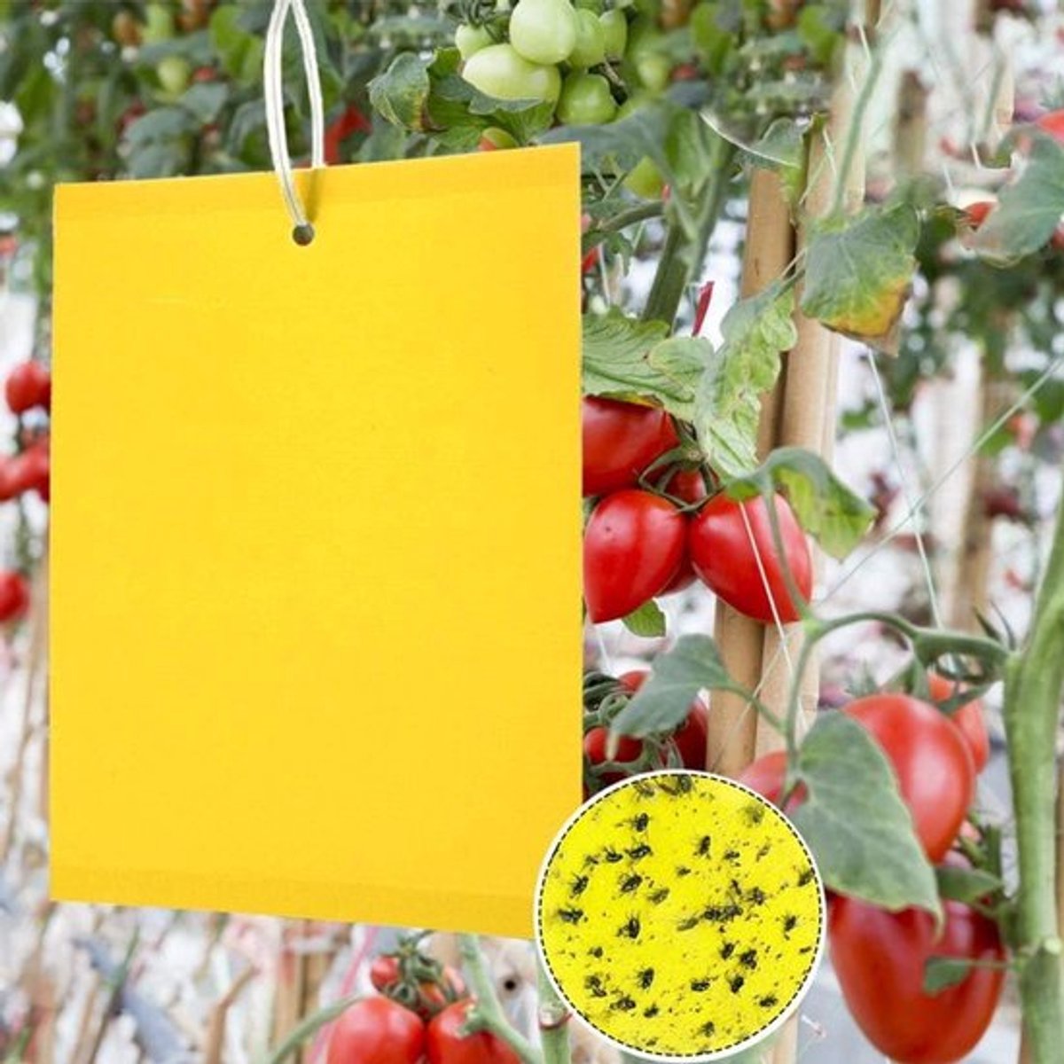 Professionele Vliegenvangers - 50 Stuks Plakstickers voor Binnenplanten, Niet-Toxisch en Milieuvriendelijk, Effectieve Insectenbestrijding