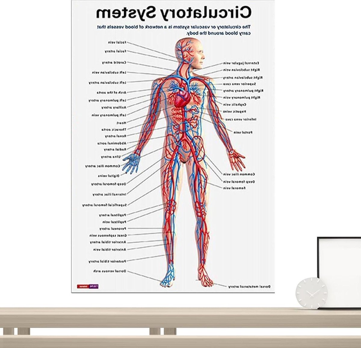 Anatomie Poster Set - Skeletkaarten Lichaamssystemen - Studie Hulp - Uitgebreide 16 Delen - 26 x 208 cm - Meerkleurig