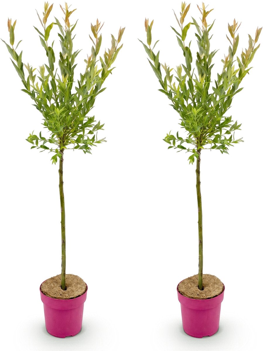 Green boutiQ - 2x Salix Flamingo - Flamingo wilg - Bont Roze - Boom - Ø19cm - 90-100cm