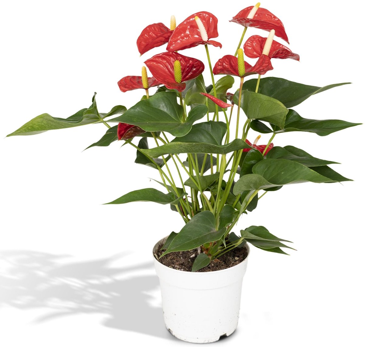 Anthurium Red - Ø17cm - 55cm