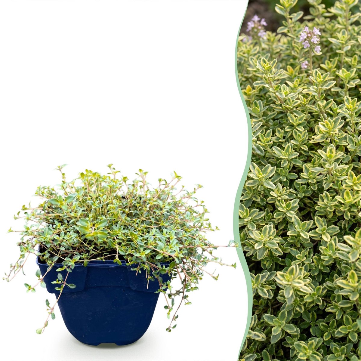 Vasteplant - Thymus citr. Sambesi - Citroentijm - Geurend - Geel - 6 Planten - Pot 11cm - Hoogte 15-25cm