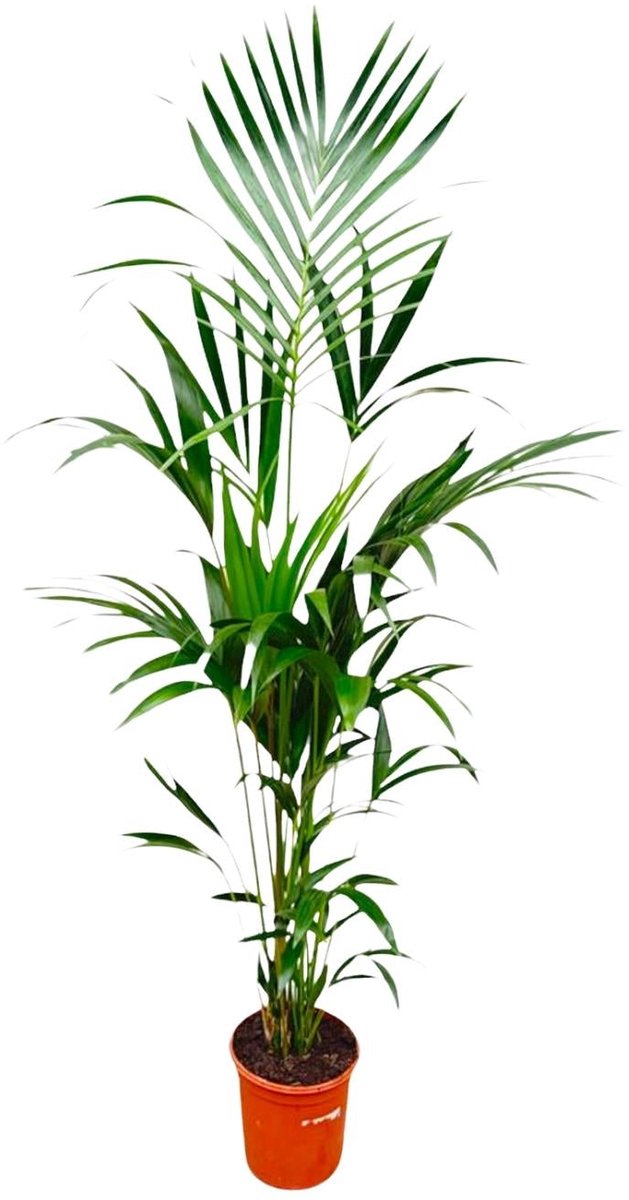 Kentia palm - 180cm - ⌀21 -25