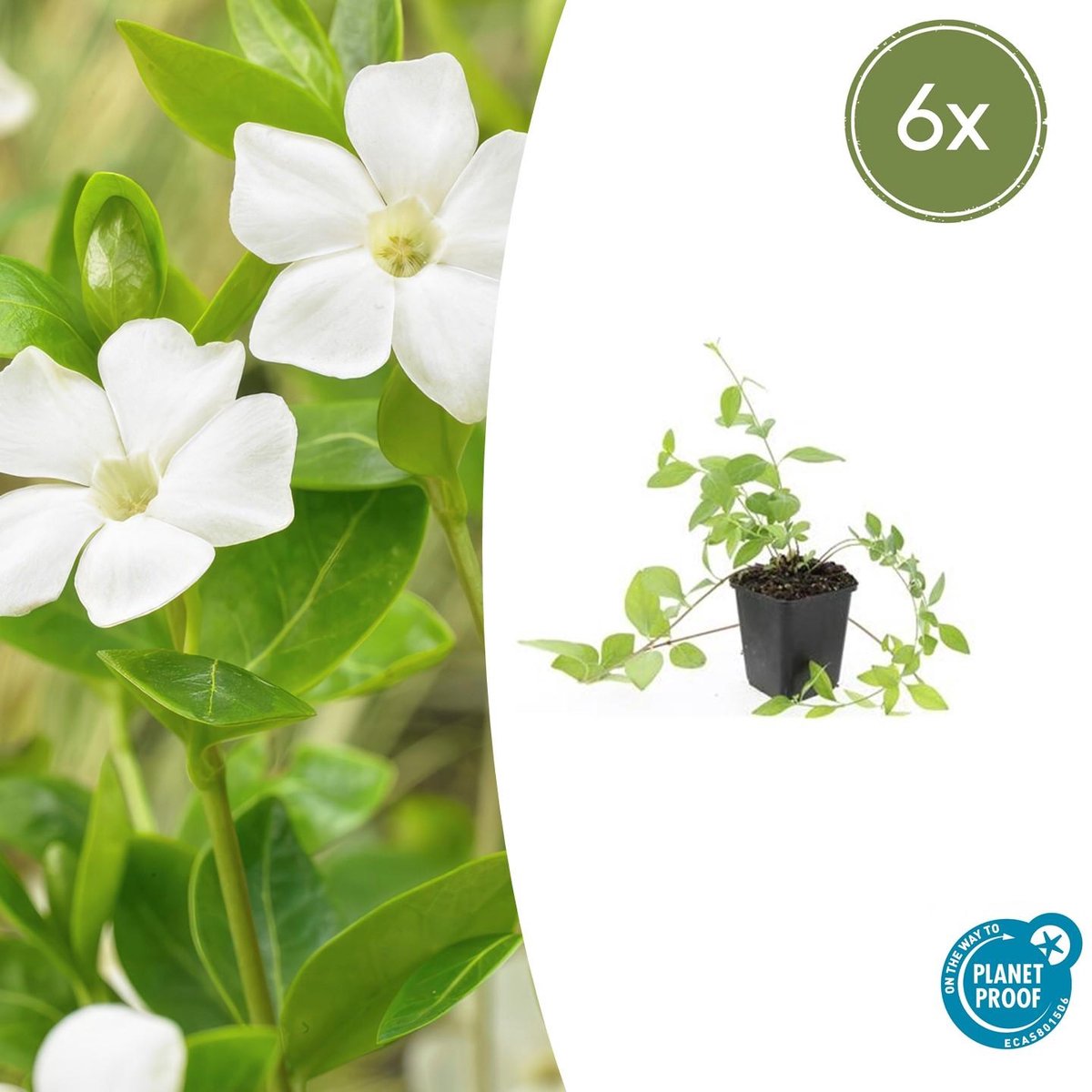 6x Vinca major 'Alba' - 10-25cm - Ø9cm