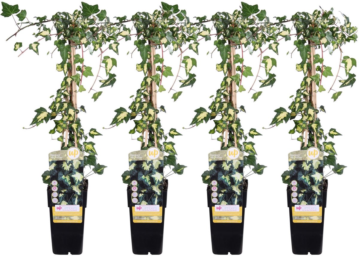 4x - Hedera helix 'Goldheart' - ↨65cm - Ø15