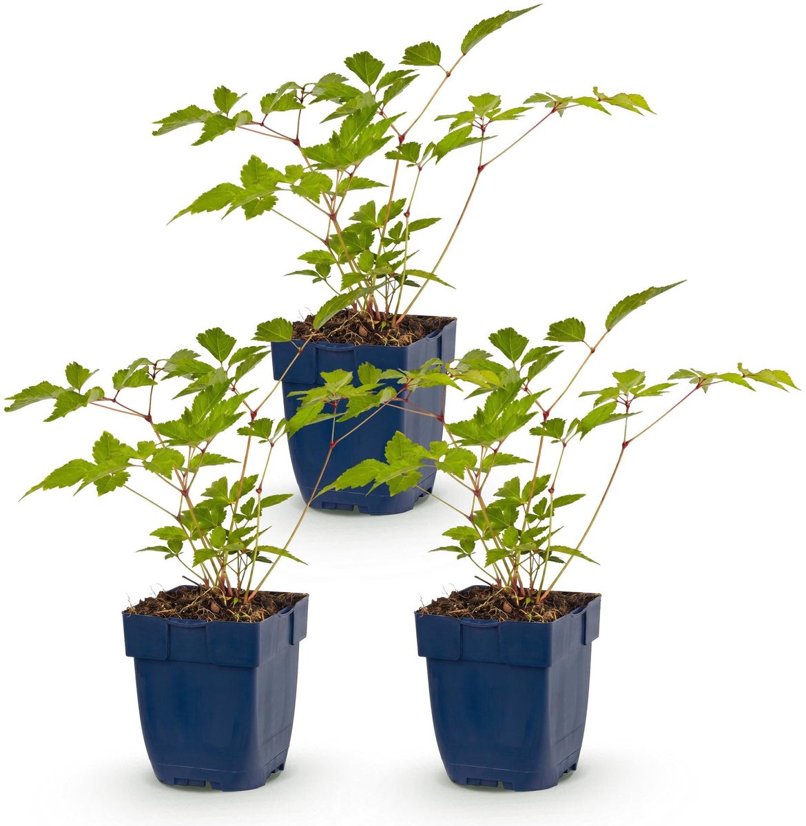 Vasteplant - Astilbe (J) Europa - Pluimspirea - Schaduw - Roze - 3 Planten - Pot 11cm - Hoogte 15-25cm