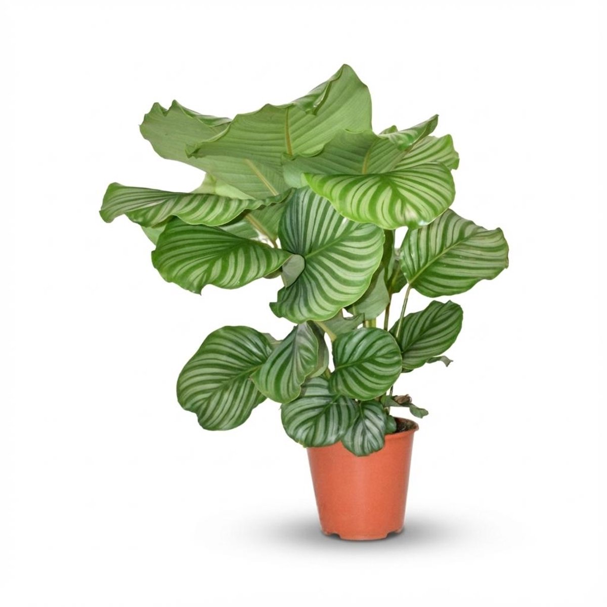 Calathea Orbifolia - Ø 19 cm - Hoogte: 60cm