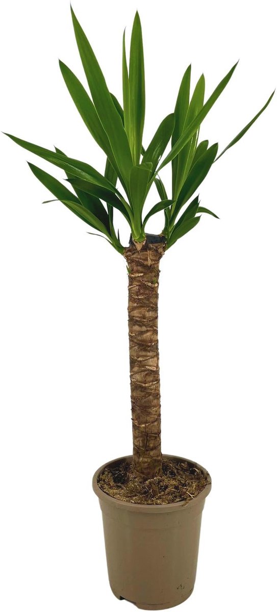 Yucca Elephantipes Ø17cm - 60 - 80cm