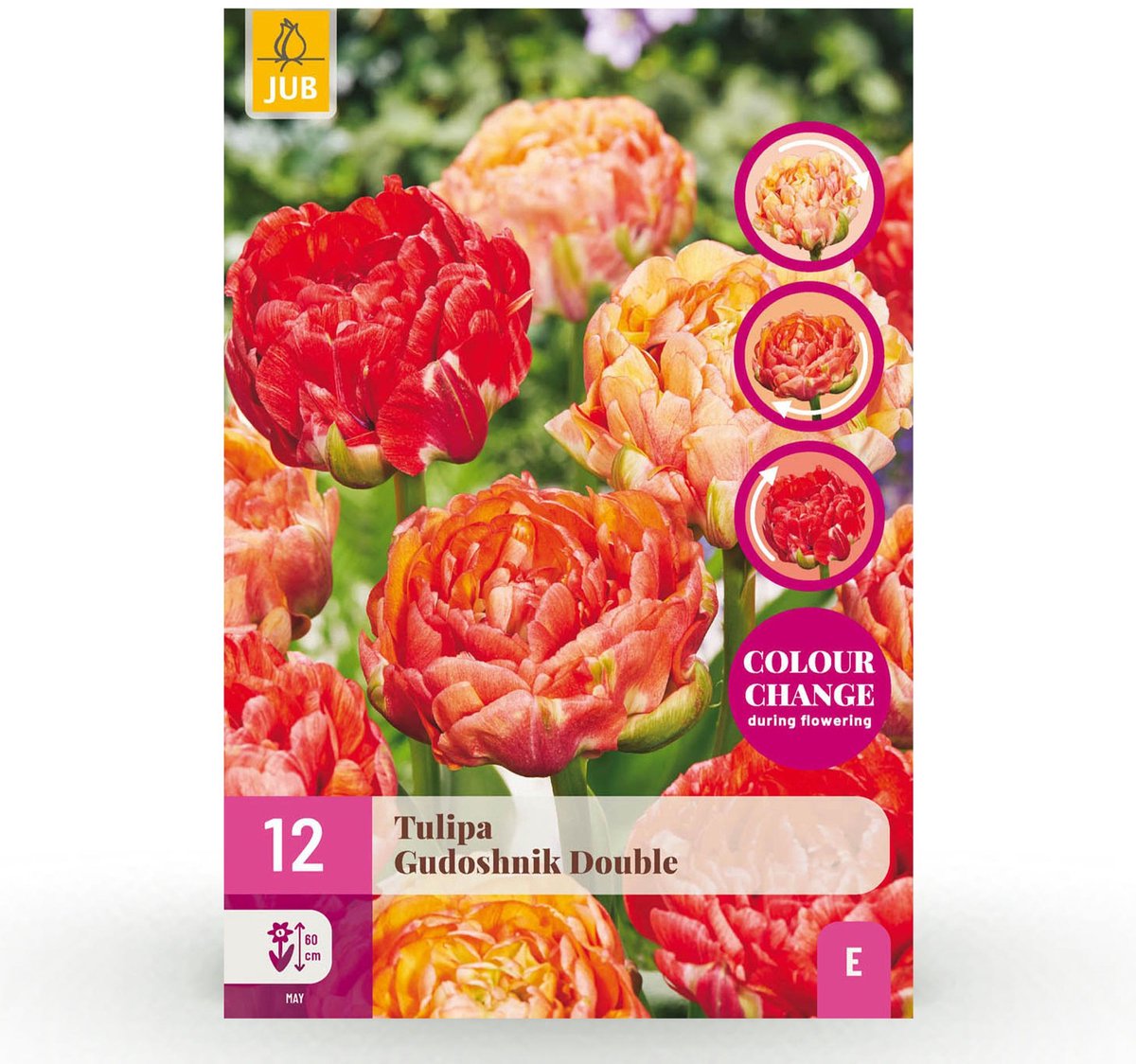 Bloembollen - Tulp Gudoshnik Double - Dubbel Bloemig - 12 stuks - Bolmaat 11/12 - XXL Pack