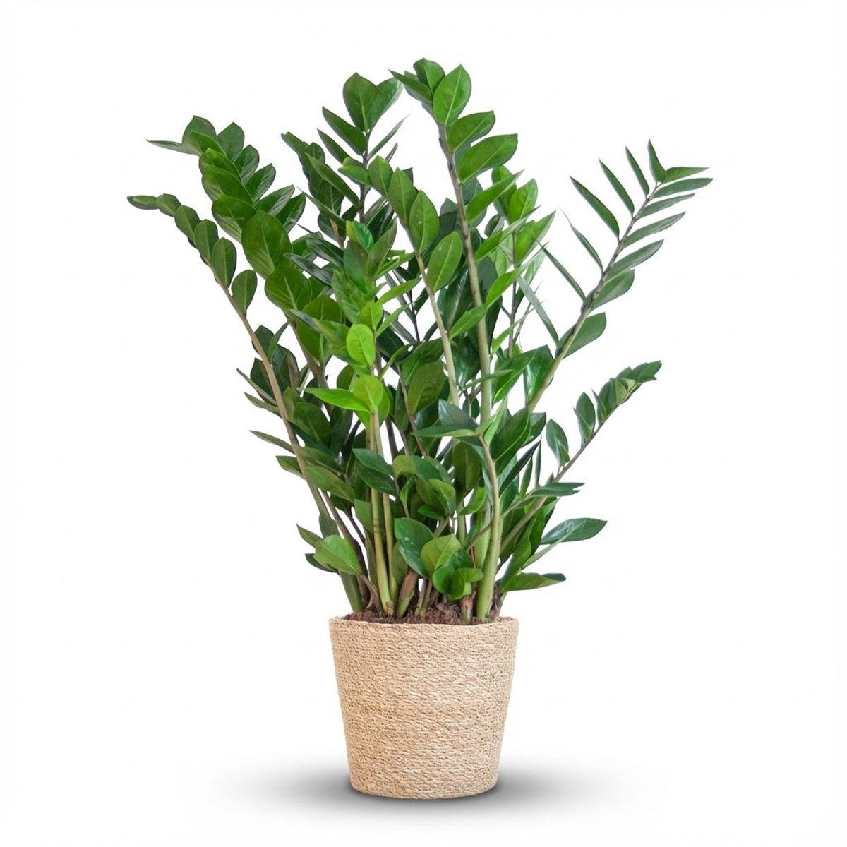 Zamioculcas Zamiifolia met Zeegras mand naturel - 80cm - Ø21