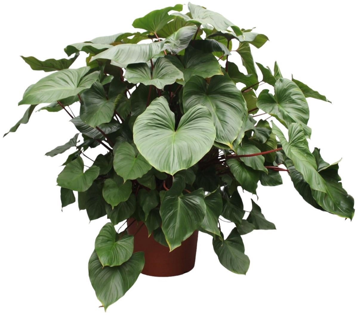 Homalomena Rubescens Maggy - 170 cm - ø60