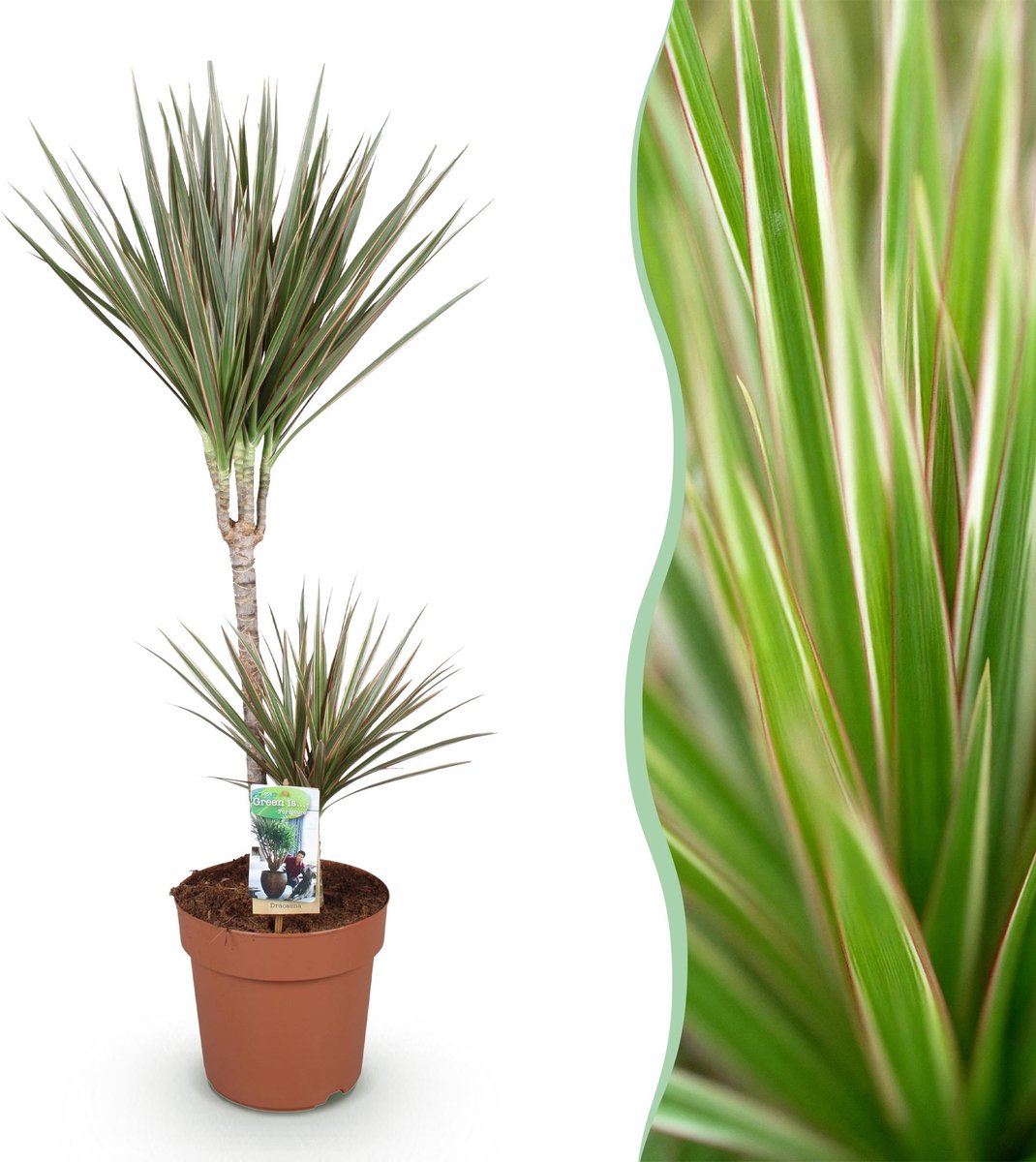 Green is... Kamerplanten - Dracaena Marginata Bicolor - Drakenbloedboom - Weinig onderhoud - Groen - 1 Plant - Pot 21cm - Hoogte 90-100cm