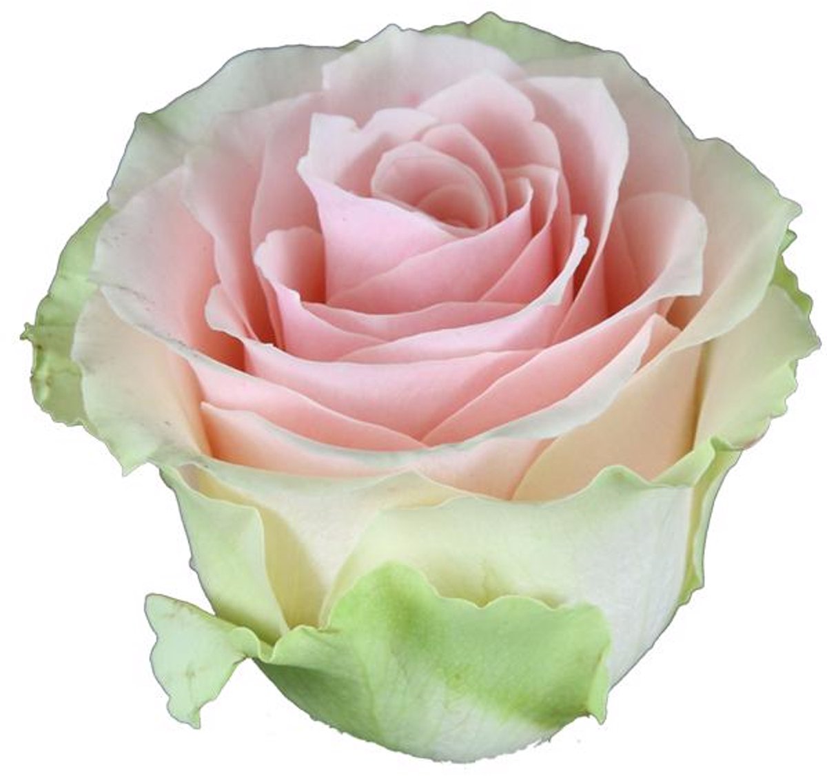 25x Rosa frutteto 60cm