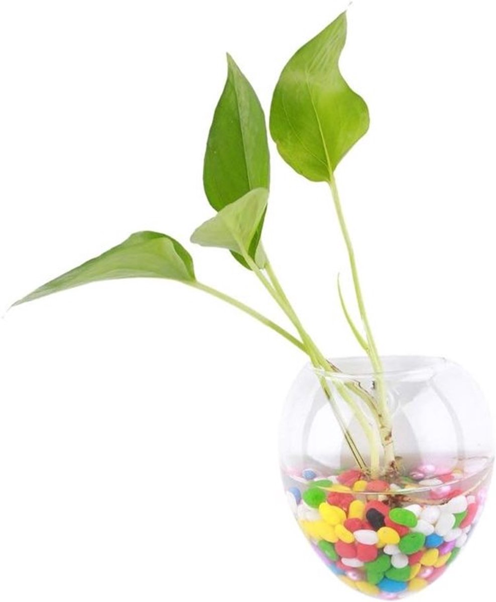 Transparante Hangende Glazen Vaasje voor Planten en Bloemen - Wanddecoratie voor Hydroponics en Aquarium, Perfect voor Woonkamer en Slaapkamer Decoratie