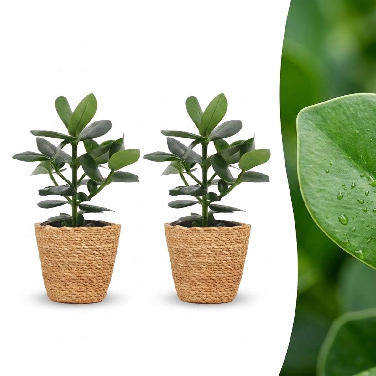 Plantenboetiek.nl | Clusia Princess - Clusia - 2 Planten - met Mand - Ø12cm - 30-40cm hoog